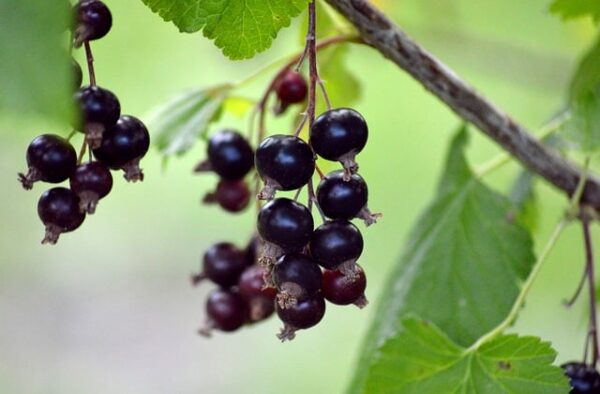 Le Cassis (ribes nigrum)