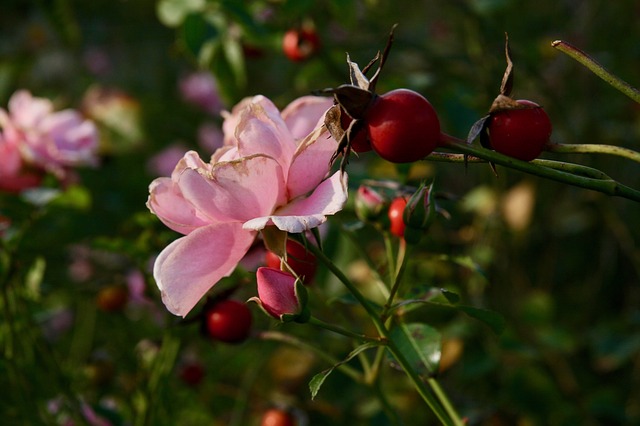 rose en fleur et cynorhodons