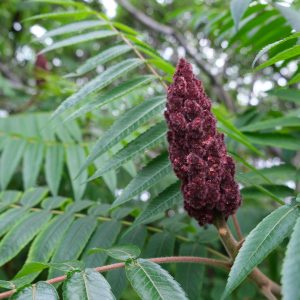 Tisane de Vinaigrier (sumac de Virginie)