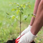 Journée de l’arbre 2025